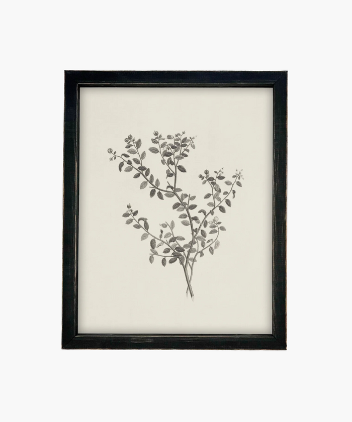 Framed botanical illustration of a plant with intricate black leaves and buds on a cream background. The vintage black frame adds a classic touch. | SW Home