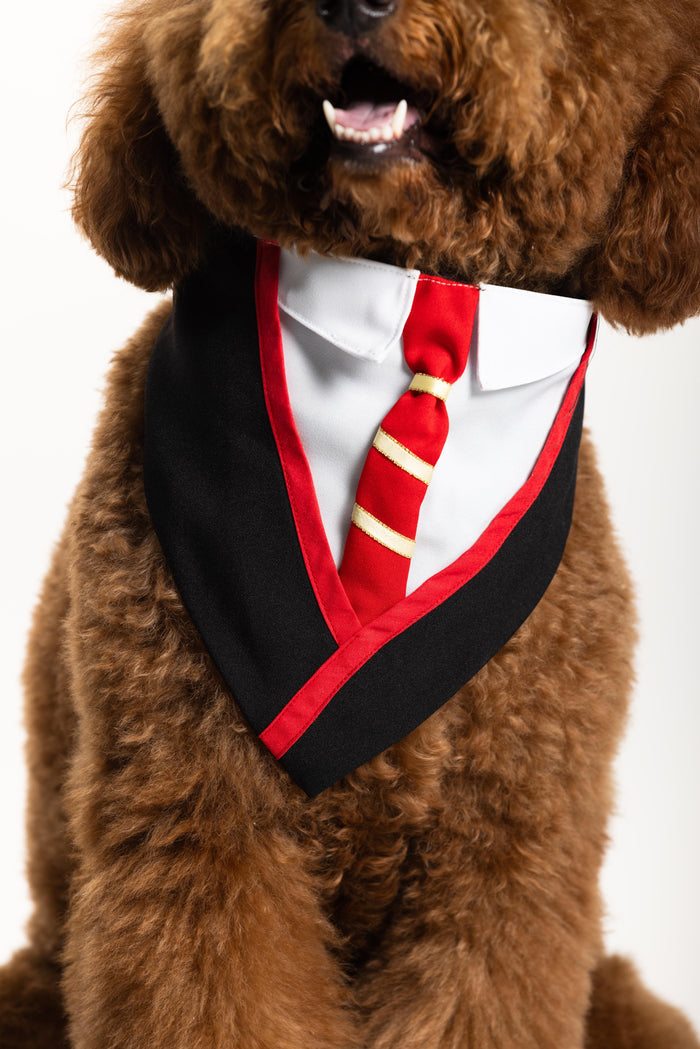Dog Potter Pet Costume