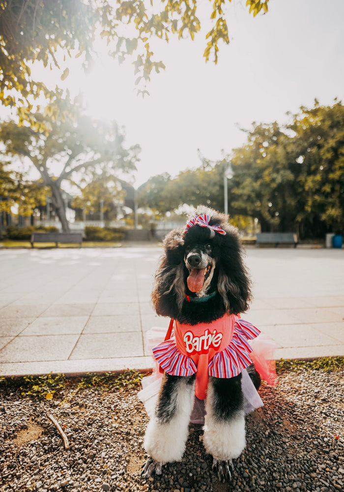 Barbie Pet Custome