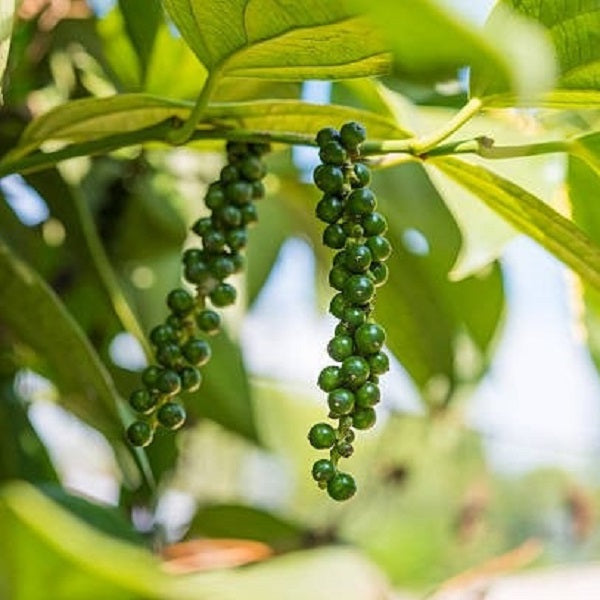 Black Pepper Essential Oil (Net Qty: 10 ml)