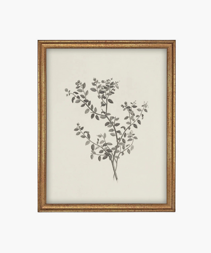 Framed botanical illustration of a plant with intricate black leaves and buds on a cream background. The gold frame adds a classic touch. | SW Home