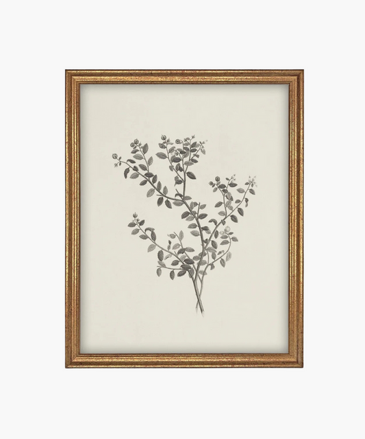 Framed botanical illustration of a plant with intricate black leaves and buds on a cream background. The gold frame adds a classic touch. | SW Home