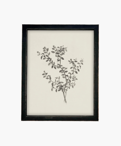 Framed botanical illustration of a plant with intricate black leaves and buds on a cream background. The vintage black frame adds a classic touch. | SW Home
