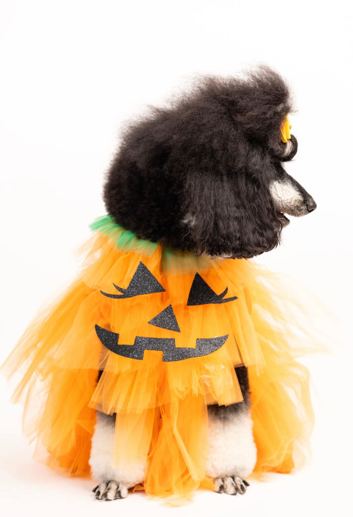 Calabaza Chik Pet Costume