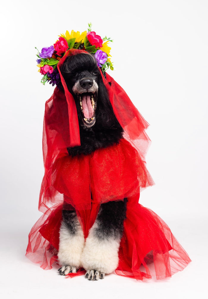 Catrina Pet Custome