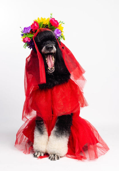Catrina Pet Custome