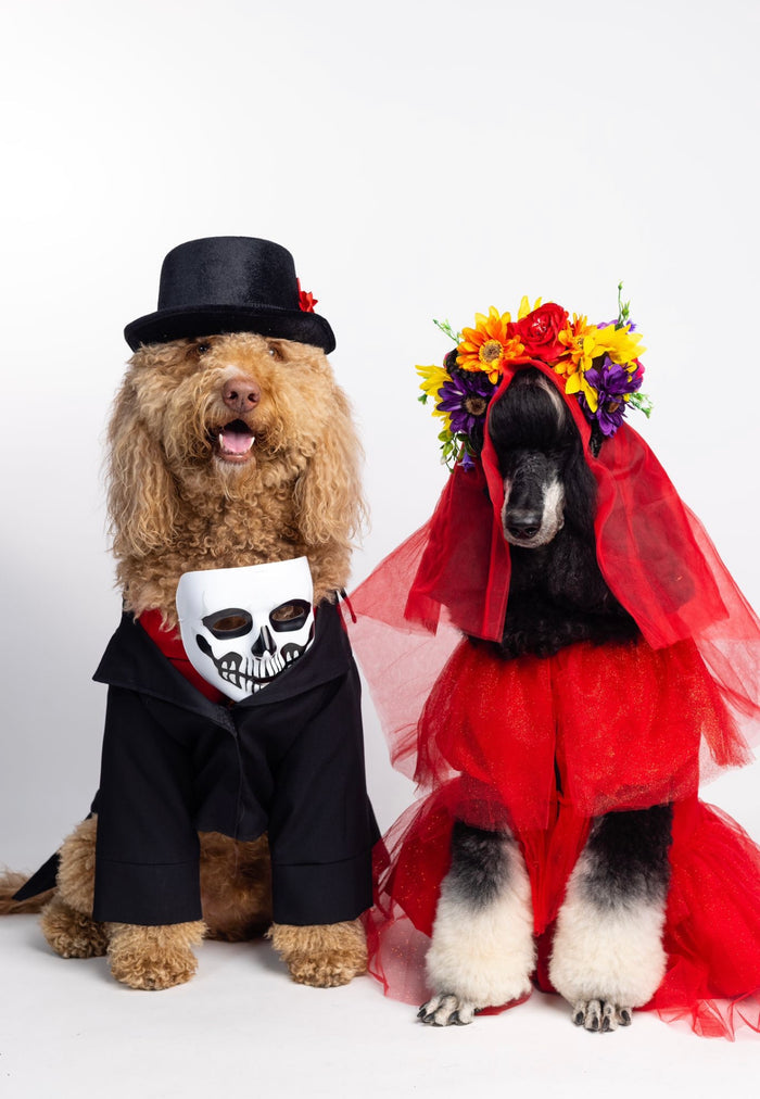 Catrina Pet Custome
