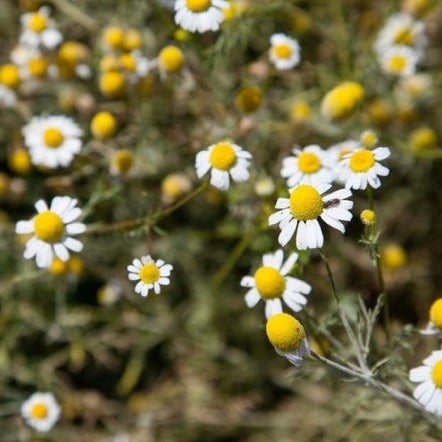 Chamomile Essential Oil (Net Qty:10 ml)