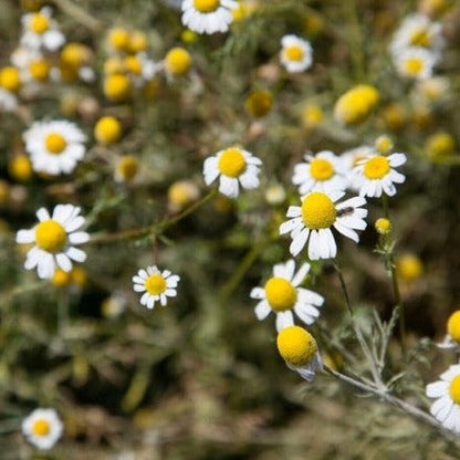 Chamomile Essential Oil (Net Qty:10 ml)