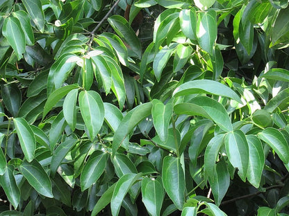 Cinnamon Leaf Essential Oil (Net Qty: 10 ml)