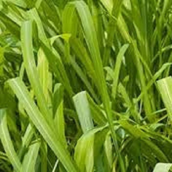 Citronella Essential Oil (Net Qty: 10 ml)