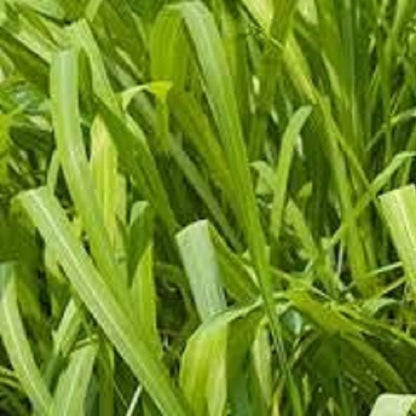 Citronella Essential Oil (Net Qty: 10 ml)
