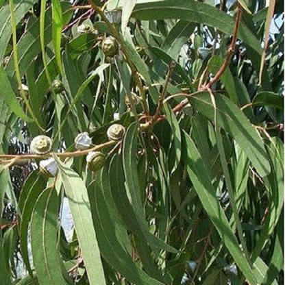 Eucalyptus Globulus plant