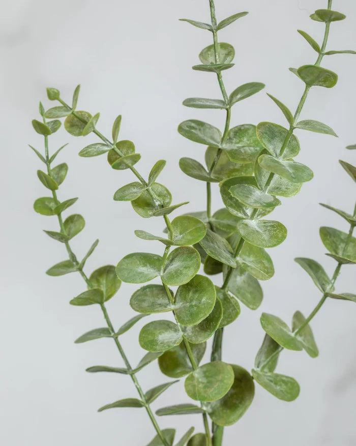 Eucalyptus Leaf Green 28.5