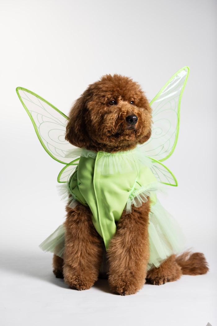 Fairy Pawtie Tale