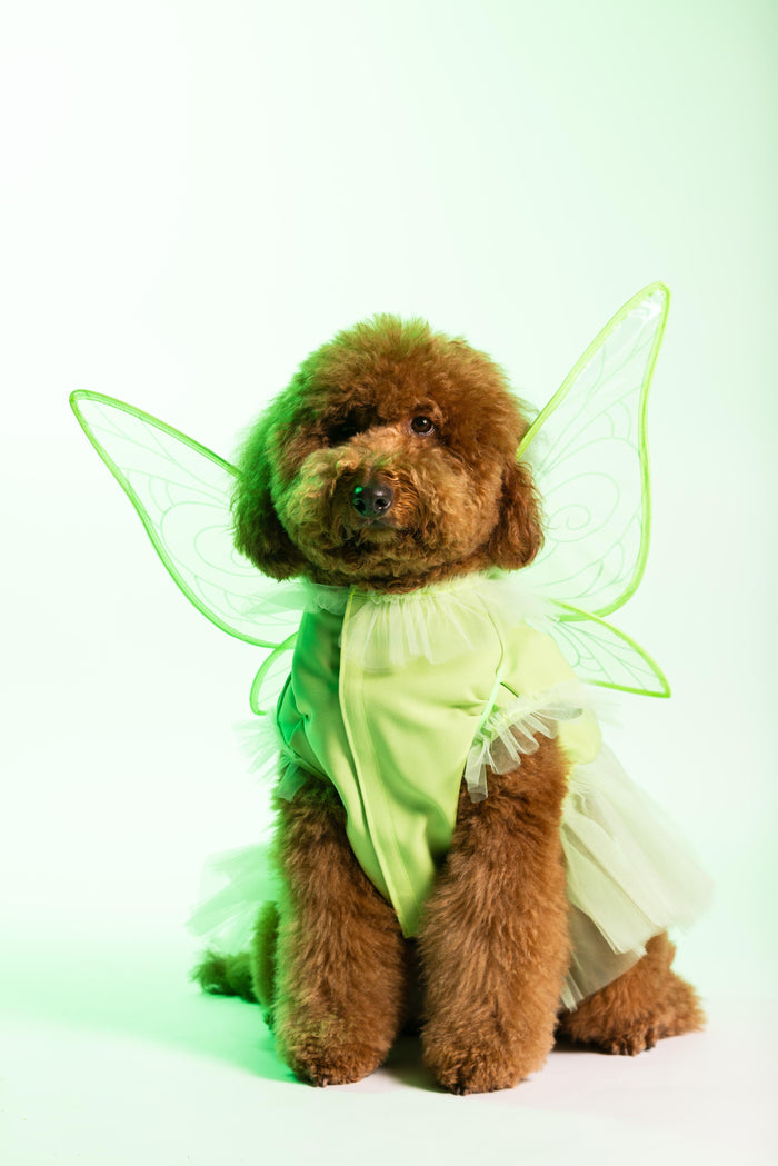 Fairy Pawtie Tale