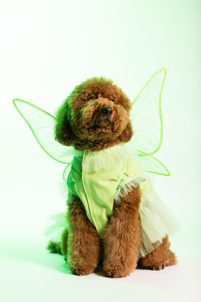 Fairy Pawtie Tale