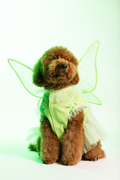 Fairy Pawtie Tale