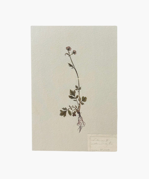 A delicate botanical illustration of a flowering plant with thin stems, green leaves, pink blooms, and exposed roots on a textured paper. The tone is serene and natural. | Wildwood Home Co.