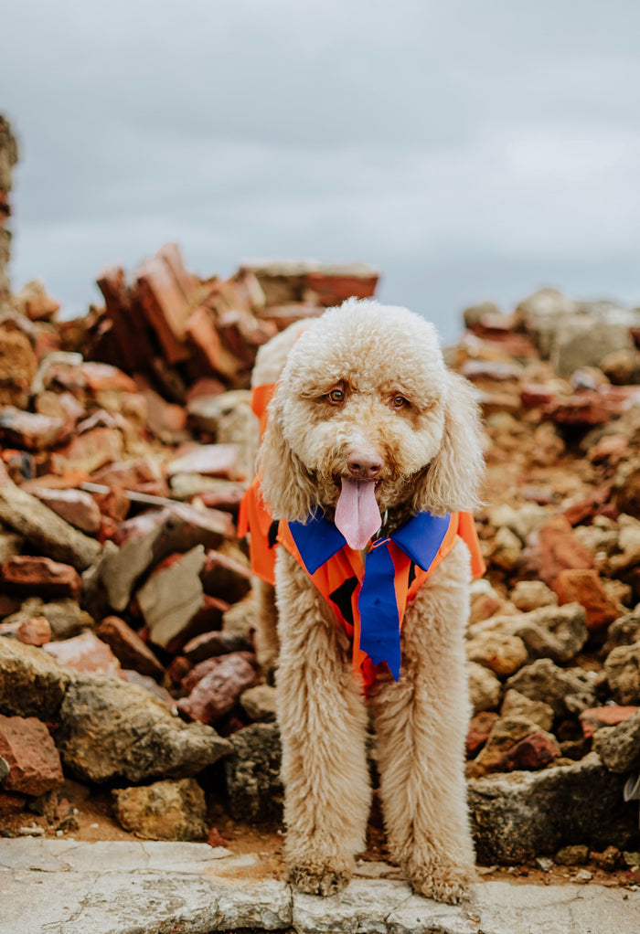 Fred Flinststone Pet Custome