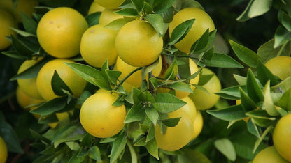 Grapefruit Essential Oil (Net Qty: 10 ml)