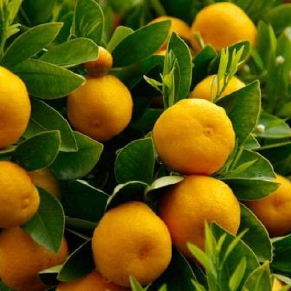 Orange Essential Oil (Net Qty: 10 ml)
