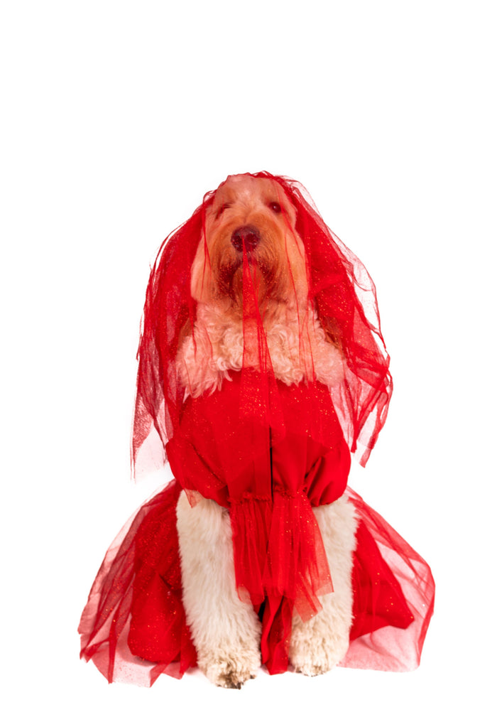 Roja Sangre Lydia Pet Costume