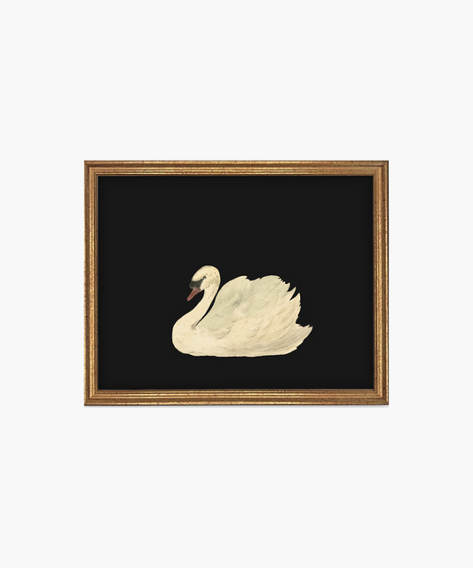 Painting of a serene white swan on a black background, framed in gold. The swan's detailed feathers and calm demeanor evoke elegance and tranquility. | Wildwood Home Co.