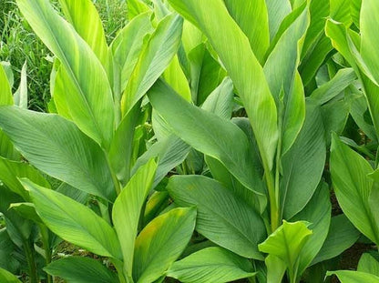 Turmeric Root Essential Oil (Net Qty:10 ml)