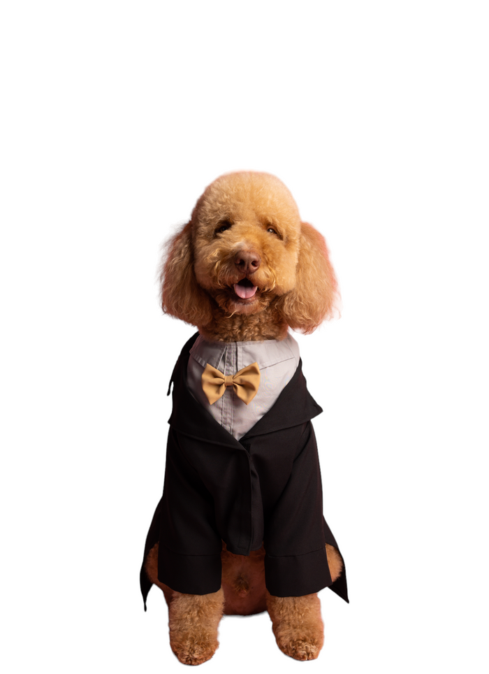 Tuxedo Formal White & Gold